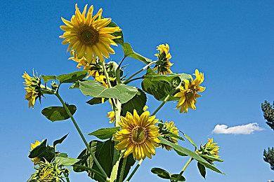 国产经典ARPG《秦殇》今日在Steam平台发售 首周折扣价3.6元